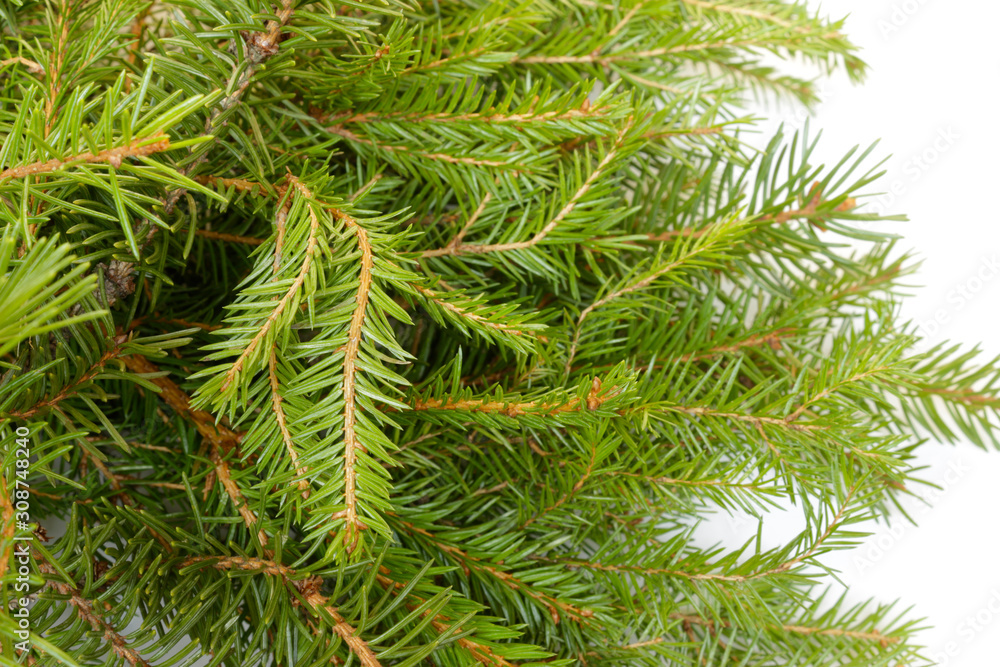 fir branches fir branches