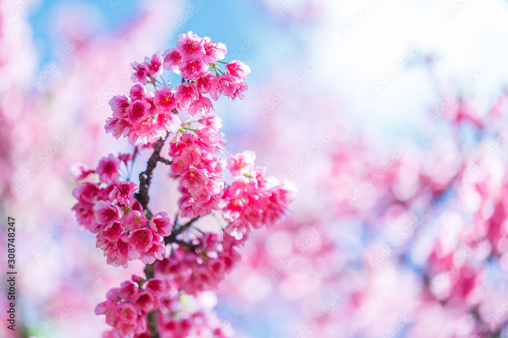 Beautiful Pink Cherry Blossom on nature background , Sakura flower Stock  Photo | Adobe Stock