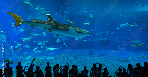 Giant whale shark in Aquarium.