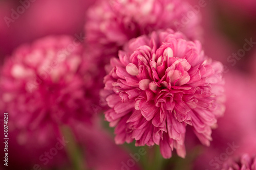 Hot Pink Chrysanthemum Flower in Garden