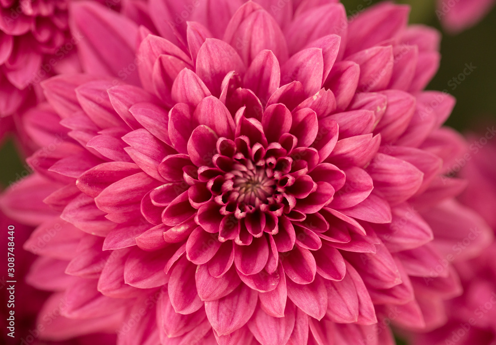 Hot Pink Chrysanthemum Flower in Garden