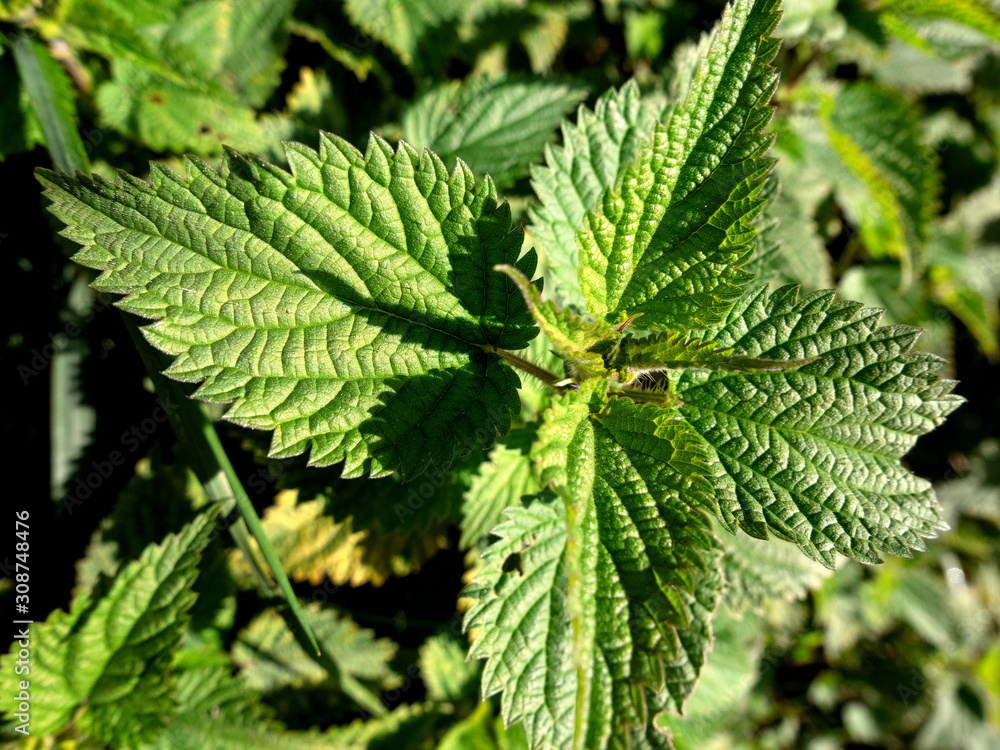 The tip of a nettle taken from above The tip of a nettle taken from above