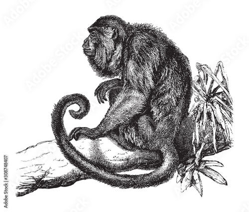 Ursine howler monkey (Mycetes ursinus) / vintage illustration from Brockhaus Konversations-Lexikon 1908