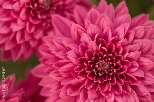 Hot Pink Chrysanthemum Flower in Garden