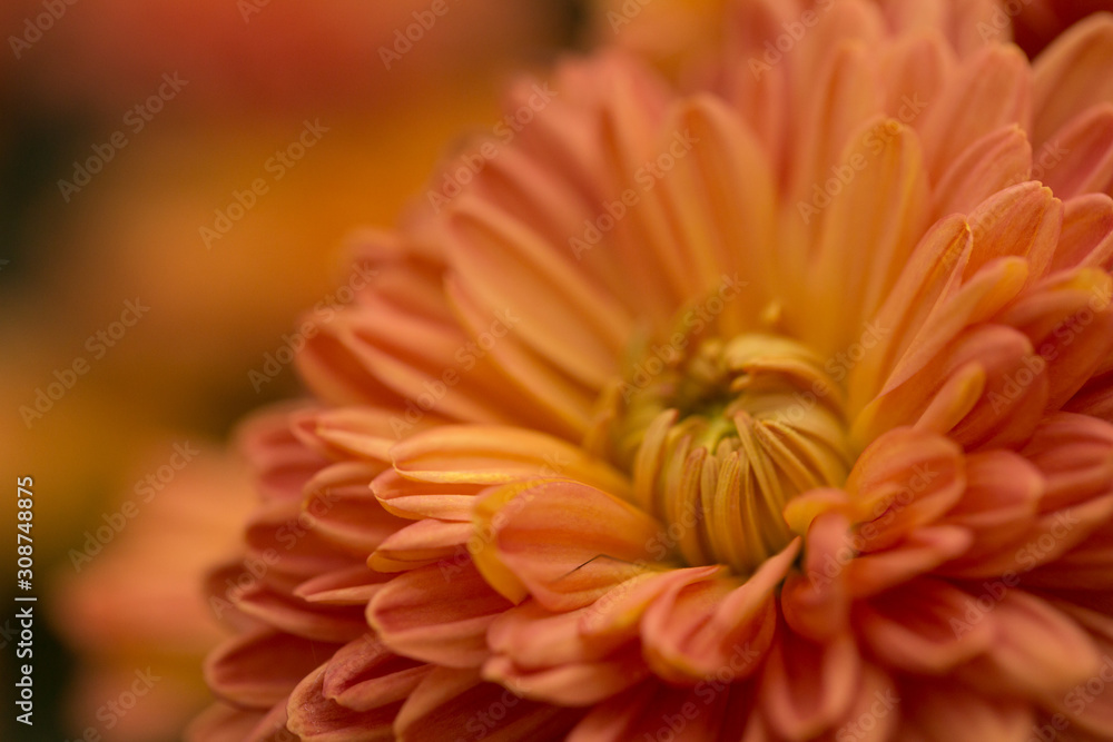 Orange Chrysanthemum Flower in Garden Orange Chrysanthemum Flower in Garden