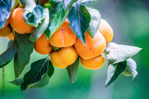 Ripe Persimmons fruit hanging on  Persimmon branch tree photo