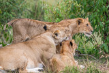 Lioness with cubs in the bush