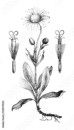 Wolf's bane or Aconitum (Arnica montana) / vintage illustration from Brockhaus Konversations-Lexikon 1908