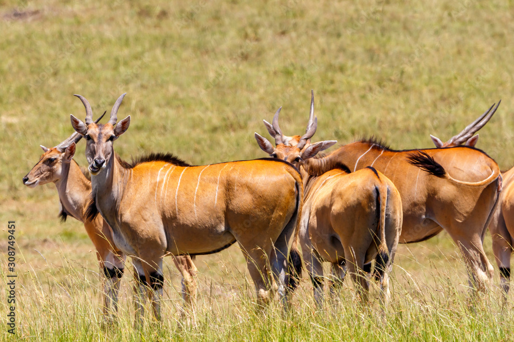 Eland antelopes on the savanna looking at the camera