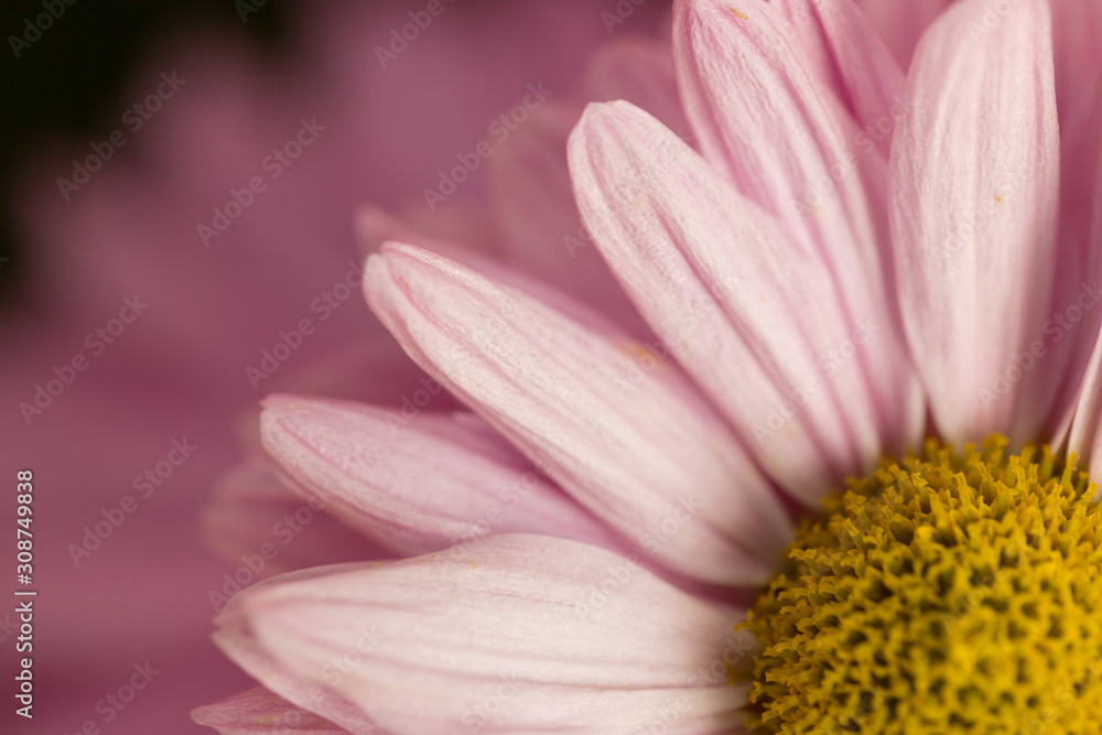 Pink Chrysanthemum Flower in Garden