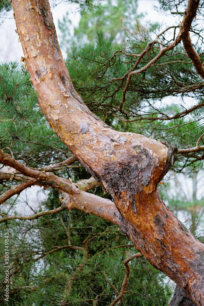 Fototapeta premium Pine tree stem in a park