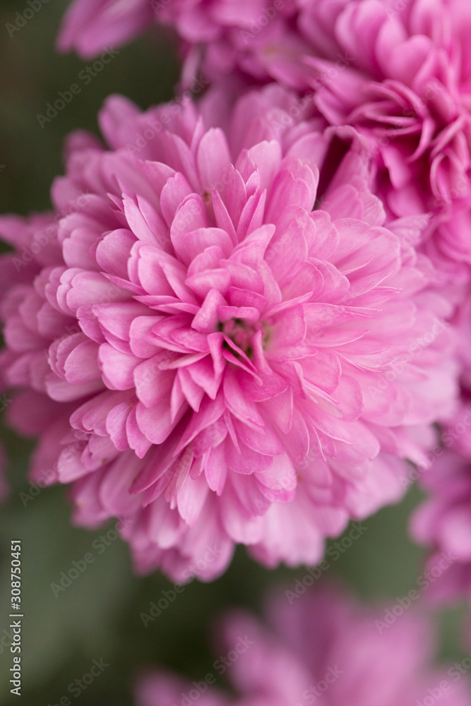 Pink Chrysanthemum Flower in Garden