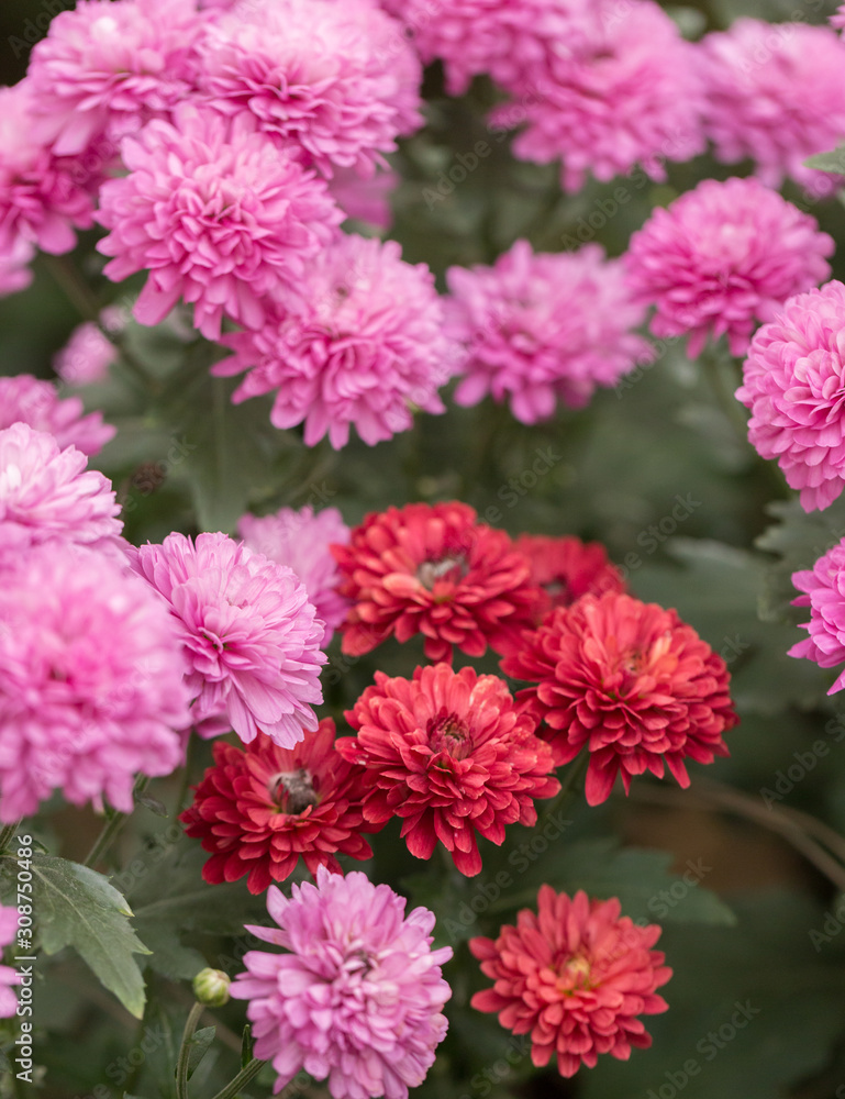 Pink Chrysanthemum Flower in Garden Pink Chrysanthemum Flower in Garden