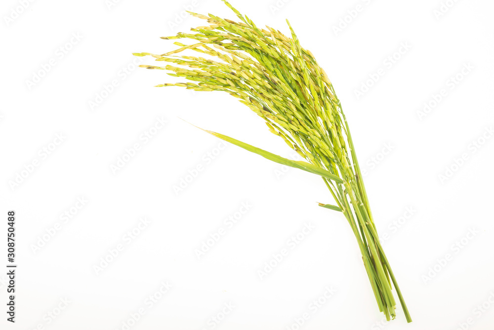 Fototapeta premium Grains of rice