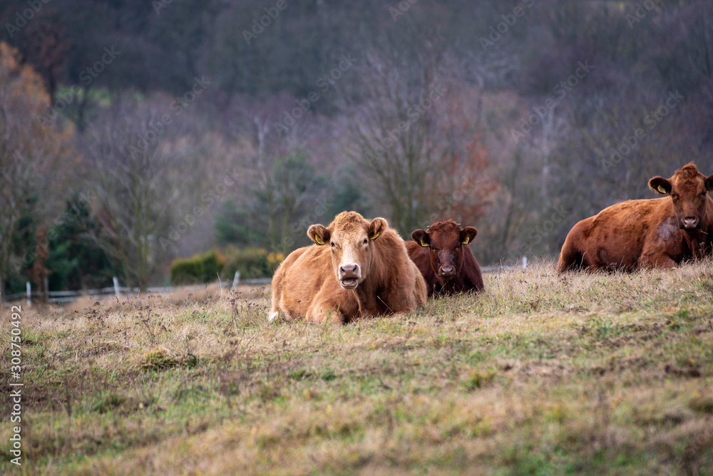brown cows lying on pasture