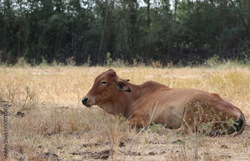 A cow laying down in the grassland. © Achisatha