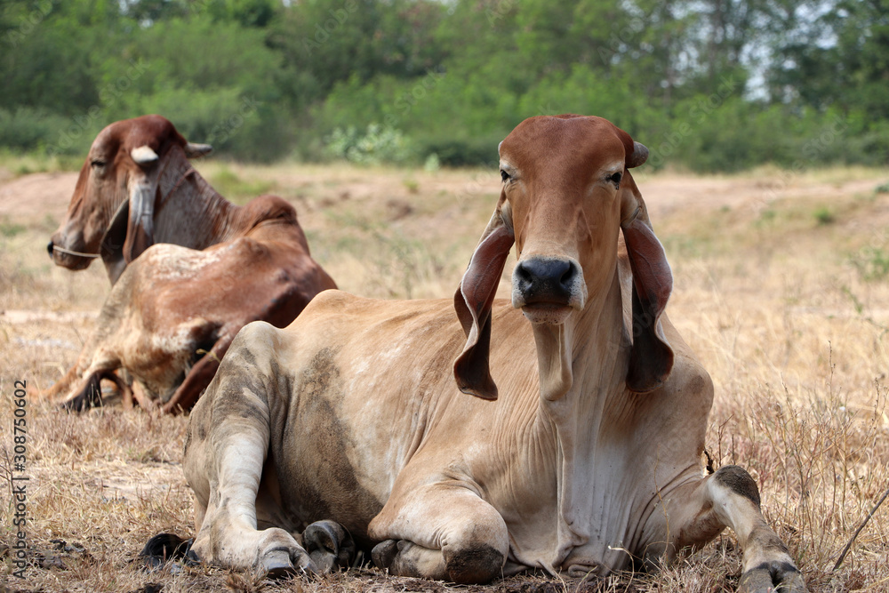 Two cows laying down in the grassland.