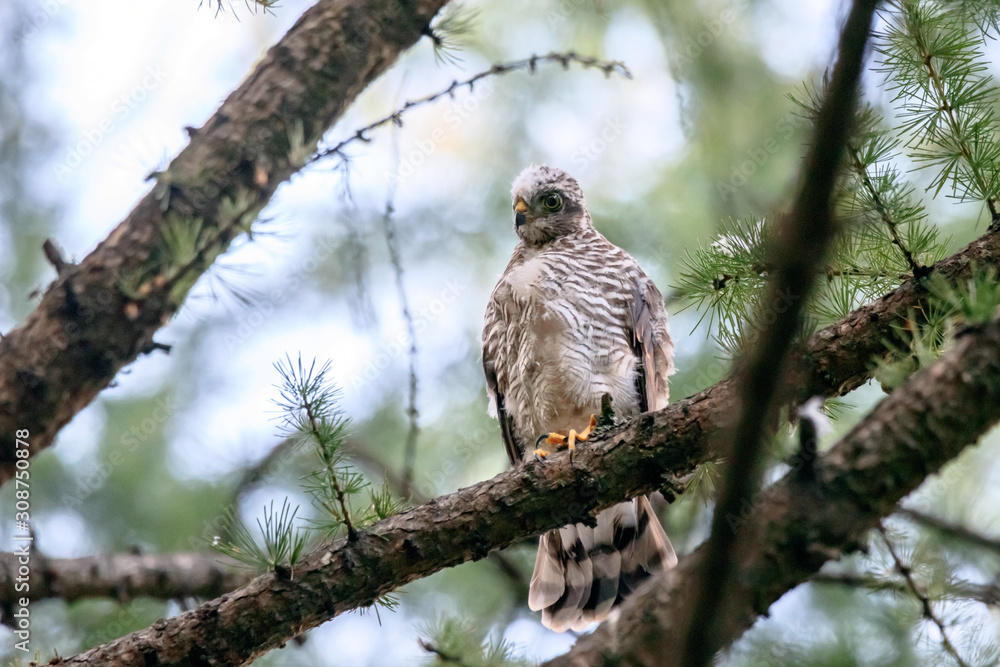 Sparrowhawk accipiter nisus juvenile sitting on branch of tree. Cute young hawk in wildlife. Sparrowhawk accipiter nisus juvenile sitting on branch of tree. Cute young hawk in wildlife.