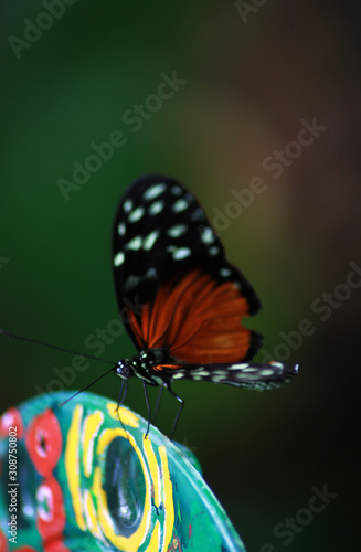 Colorful black, red, white dotted butterfly on a Plato
