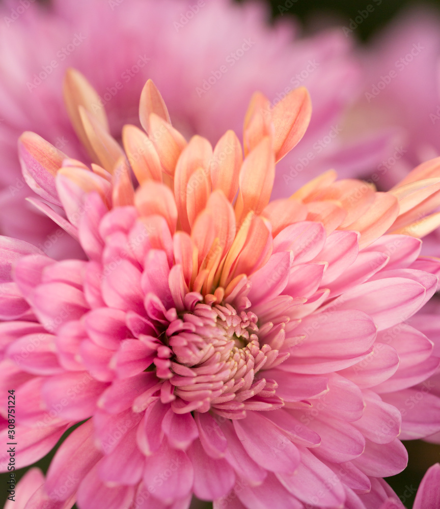 Two Tone Pink Chrysanthemum Flower in Garden Two Tone Pink Chrysanthemum Flower in Garden