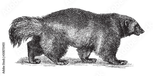 Wolverine or Glutton (Gulo borealis) / vintage illustration from Brockhaus Konversations-Lexikon 1908