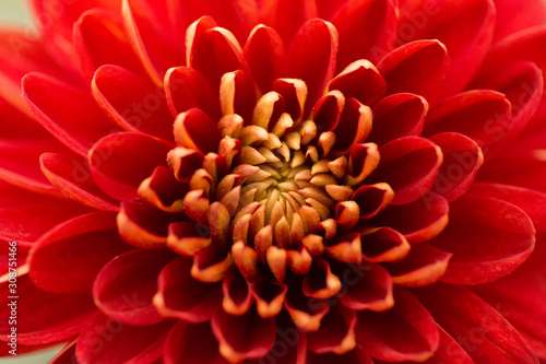 Fototapeta Naklejka Na Ścianę i Meble -  Red Chrysanthemum Flower in Garden