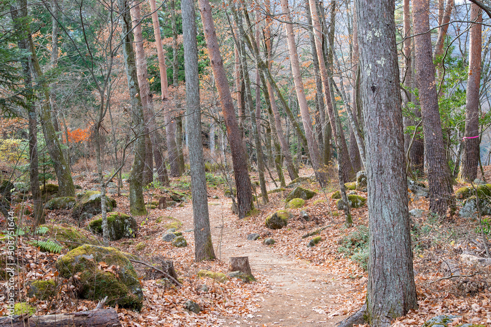 Obraz premium 森の小道