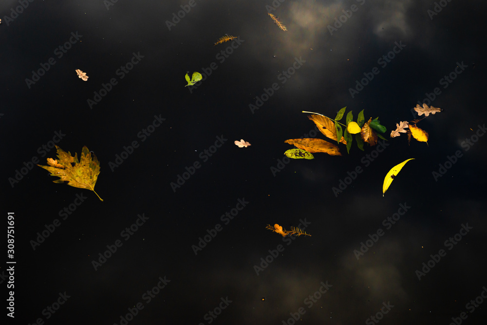 Leaves on the water surface and white clouds reflection Leaves on the water surface and white clouds reflection