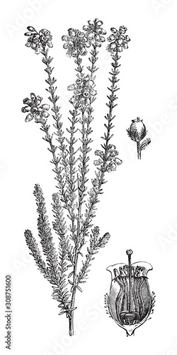 Cross-leaved heath (Erica tetralix) / vintage illustration from Brockhaus Konversations-Lexikon 1908