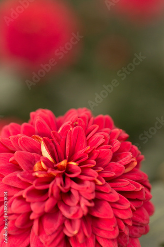Red Chrysanthemum Flower in Garden