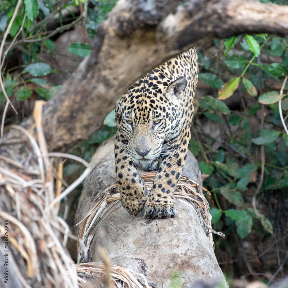 Ein Jaguar läuft über einen umgestürzten Baum Ein Jaguar läuft über einen umgestürzten Baum