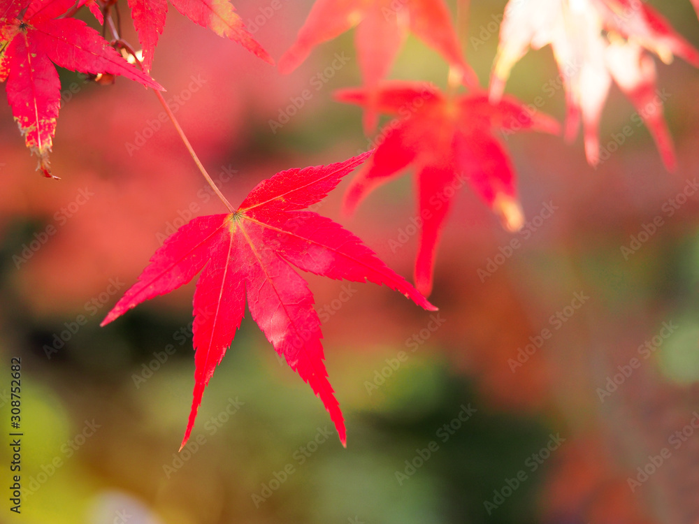 Red color maple leaves in autumn seasonal.