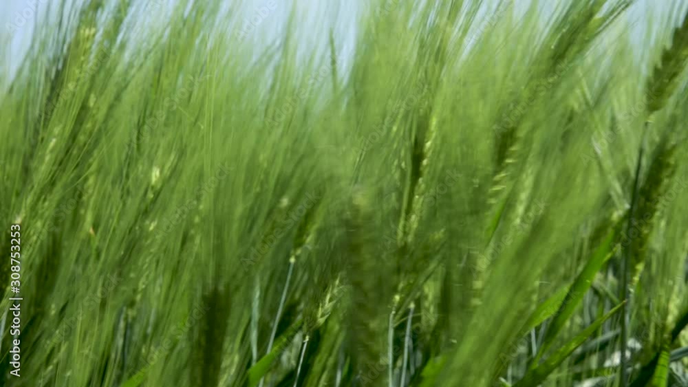 Close-up Field of beautiful spring rye and green wheat closeup for green industry. grass sways in the wind 4k Close-up Field of beautiful spring rye and green wheat closeup for green industry. grass sways in the wind 4k
