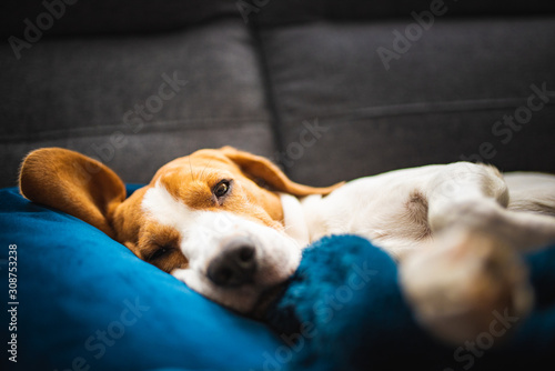 Sleeping beagle dog on sofa. Lazy day on couch.