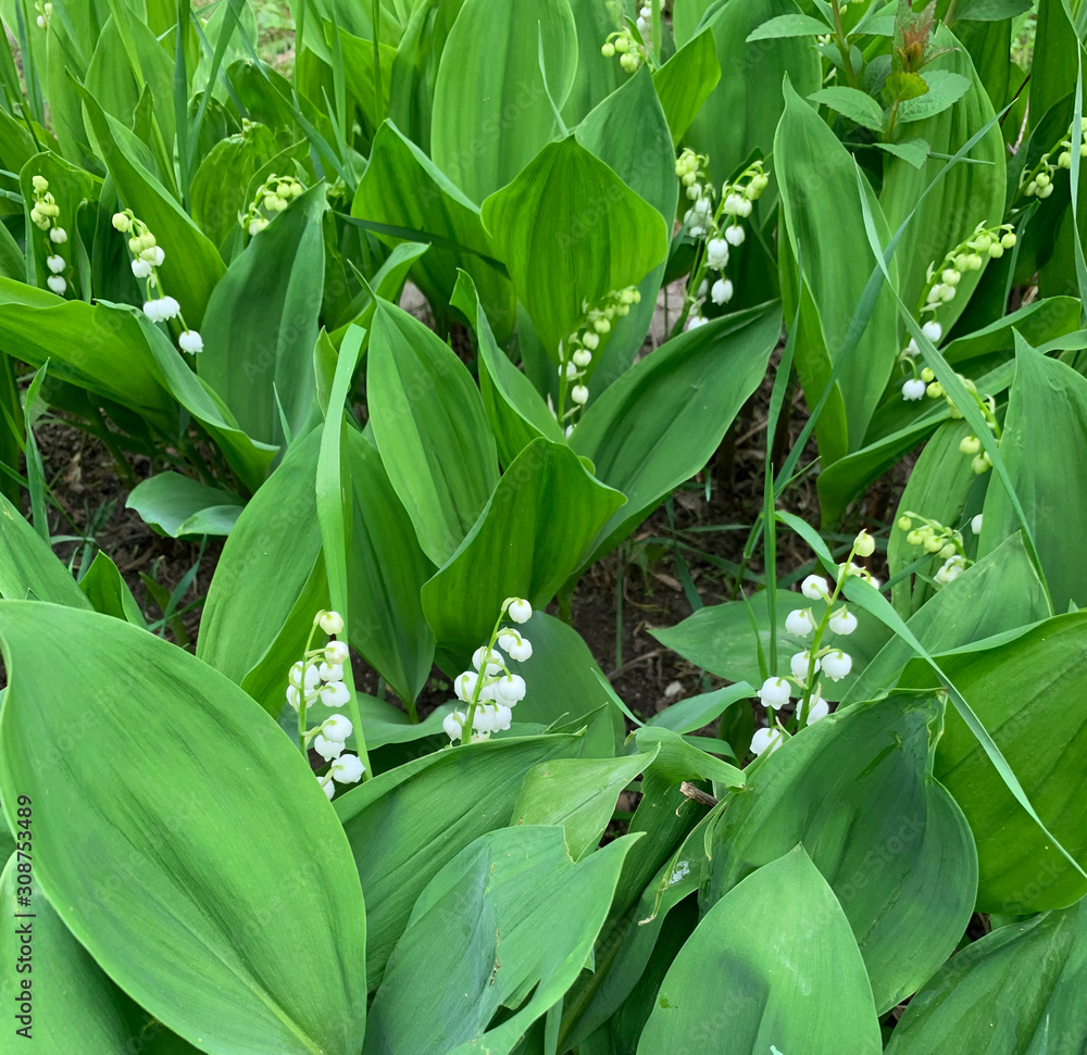 Fototapeta premium many blooming white lilies of the valley among green leaves