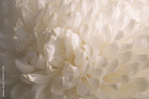 White Chrysanthemum Flower in Garden © Rachel M