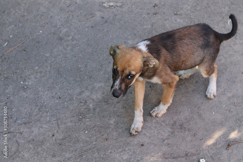 The puppy looks sadly into the lens. A pity. The concept of a stray animal.