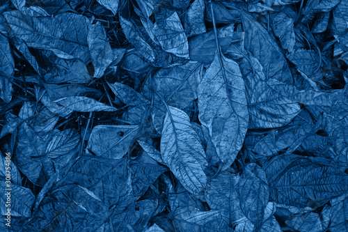 Classic blue monochrome moody dark art floral photo with little dried leaves on dark dry brown background, winter backdrop