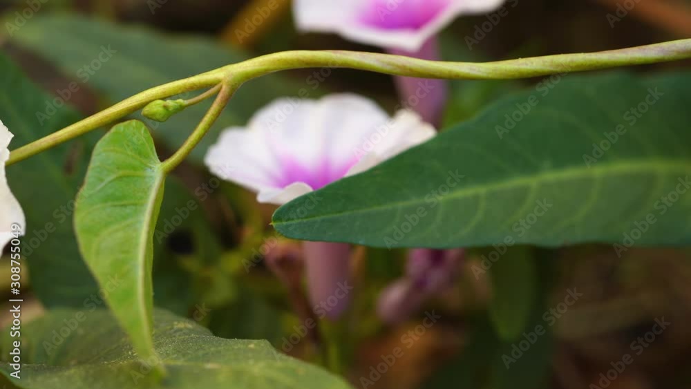 dolly shot of The flowers of the purple morning glory that grow naturally