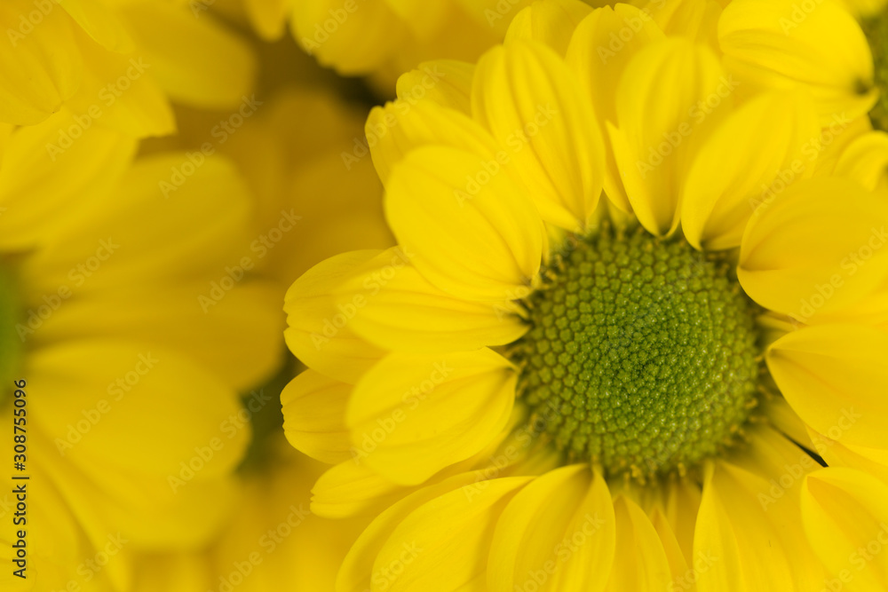 Yellow Chrysanthemum Flower in Garden Yellow Chrysanthemum Flower in Garden