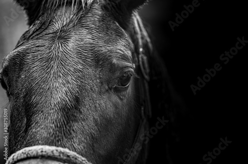 Фотография close-up portrait of a horse in black and white