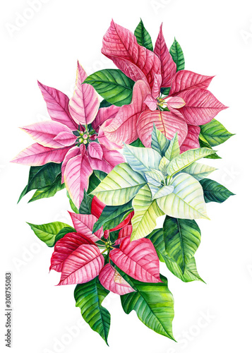 bouquet with flowers poinsettia  christmas decorations on a white background. watercolor illustration  hand drawing