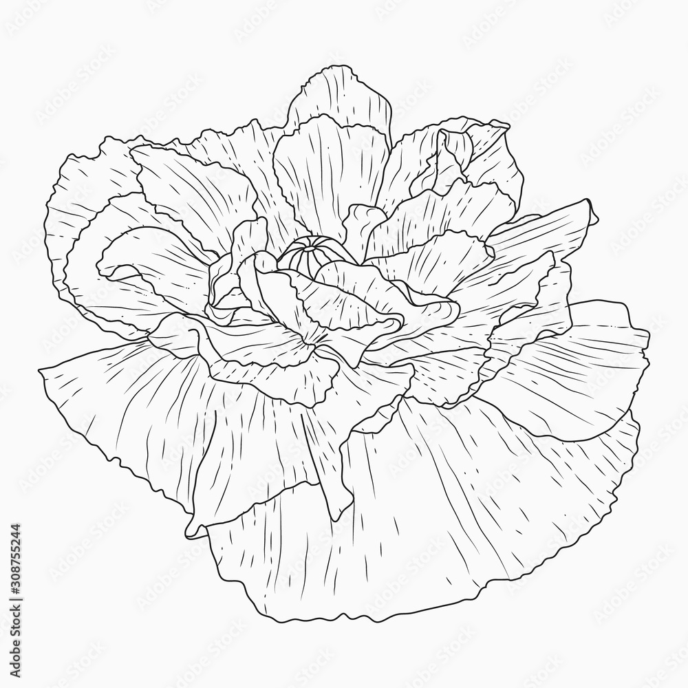Fototapeta premium California poppy flowers drawn and sketch with line-art on white backgrounds.
