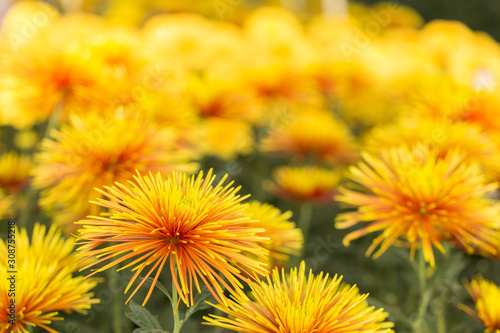Two-Tone  Yellow and Red  Chrysanthemum Flower in Garden