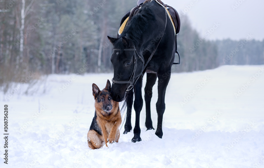 Dog breed German shepherd in winter in the snow sitting next to a black horse in the field, behind the forest
