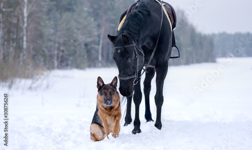 Dog breed German shepherd in winter in the snow sitting next to a black horse in the field, behind the forest