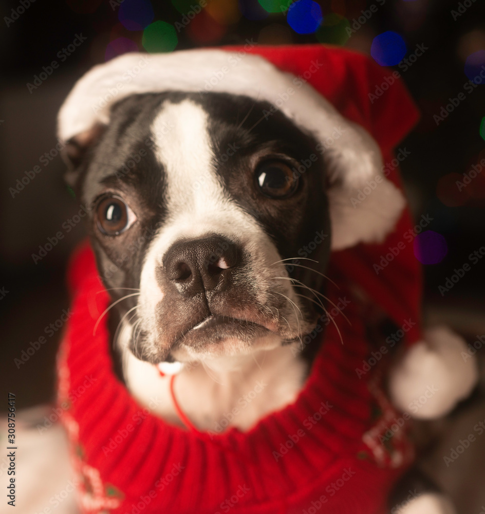 Christmas Boston Terrier in Santa Hat