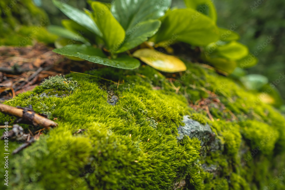 Wet stone in the forest covered with green moss. Bright wildlife colors for background Wet stone in the forest covered with green moss. Bright wildlife colors for background