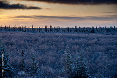 Dawn over frozen forest on the shore of Hudson Bay, Manitoba