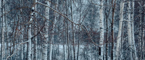 Trees on light white  background. Silhouette tree birch background. Winter landscape christmas design element. Birch trunk. cold season winter sky. © MariyaSokolova
